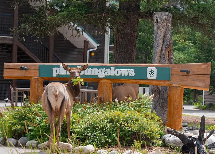Pine Bungalows